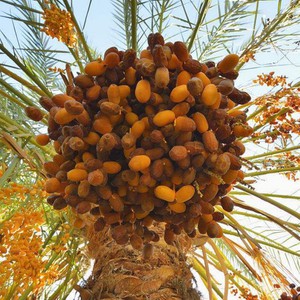 date palm date palm